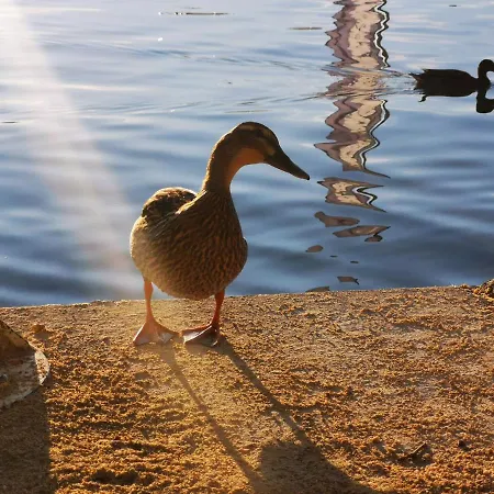 Ferienparadies Gutounik شقة فندقية 4*